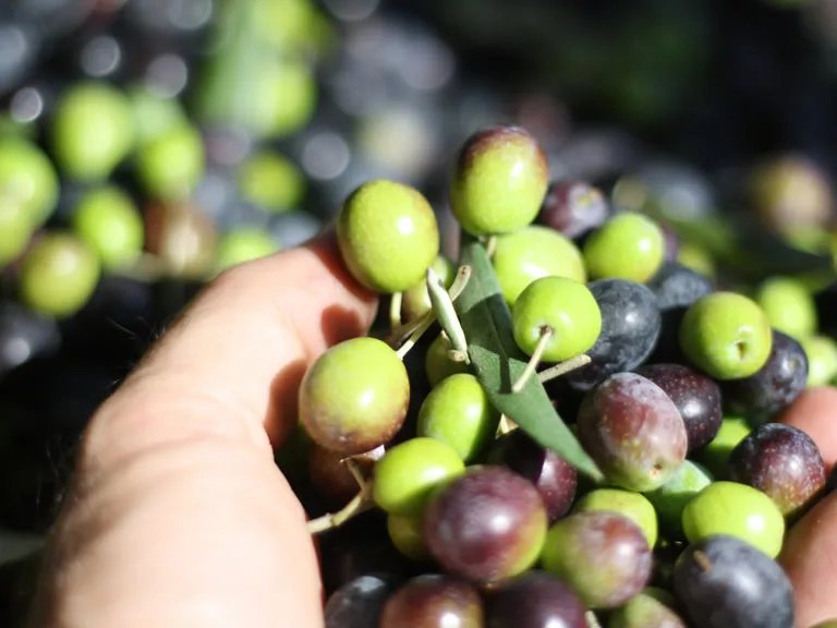 Olive raccolte per la produzione di olio biodinamico secondo i cicli lunari