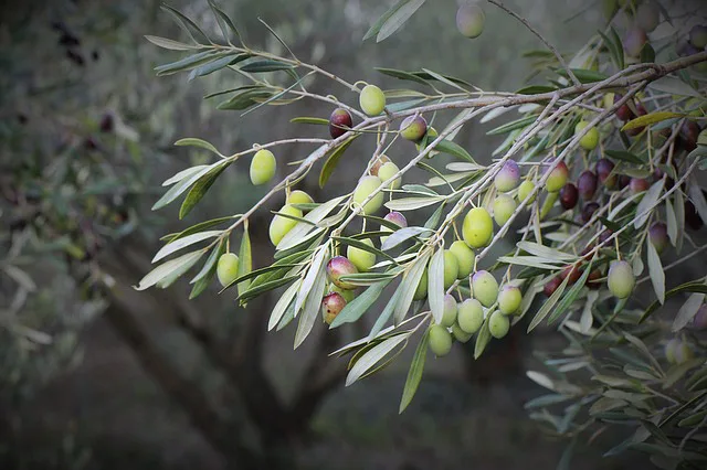 Antico oliveto pugliese al tramonto, simbolo della storia dell'olio d'oliva