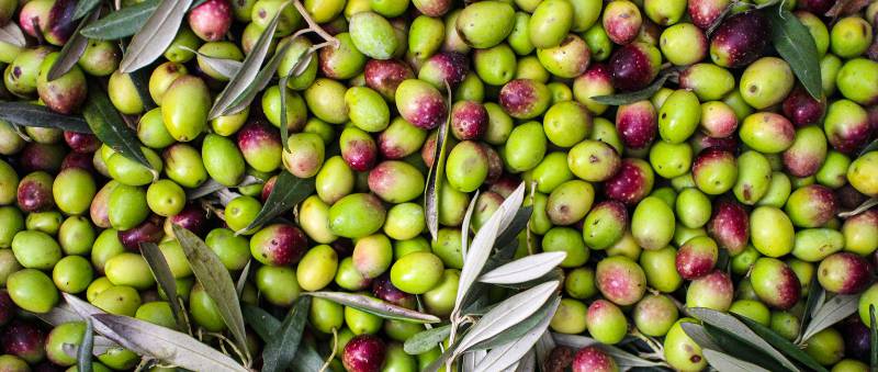 Bottiglia e assaggio di olio extravergine Peranzana, dal colore verde intenso