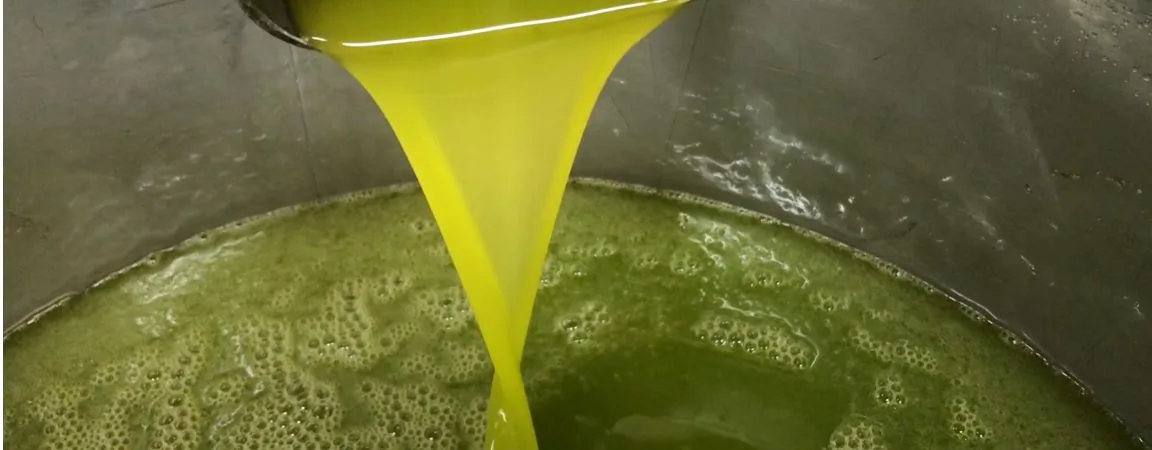 Lattine di olio extravergine appena confezionate in frantoio a Torremaggiore
