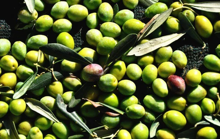 Uliveto di Peranzana a Torremaggiore, esempio di cultivar monovarietale