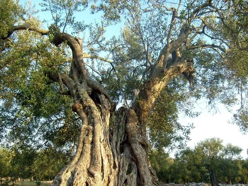 Rami di ulivo con olive Ogliarola Garganica ancora verdi sul Gargano