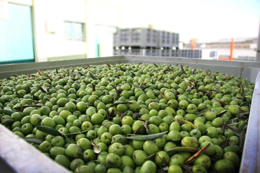 Cassette di olive appena raccolte pronte per la pesatura e la molitura in frantoio