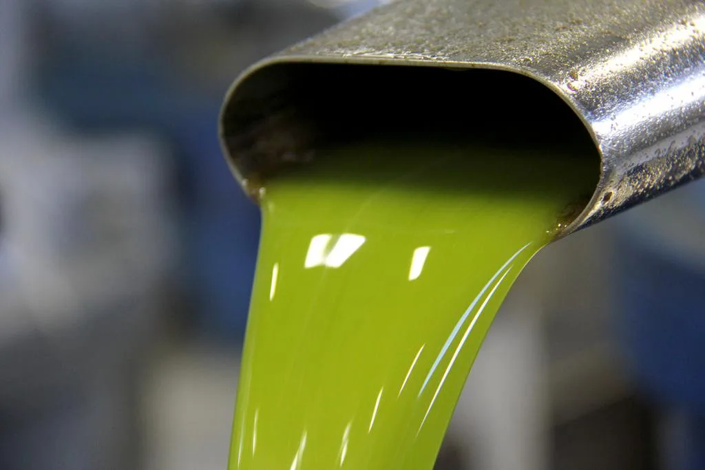 Olio extravergine appena spremuto in frantoio, ancora torbido e non filtrato