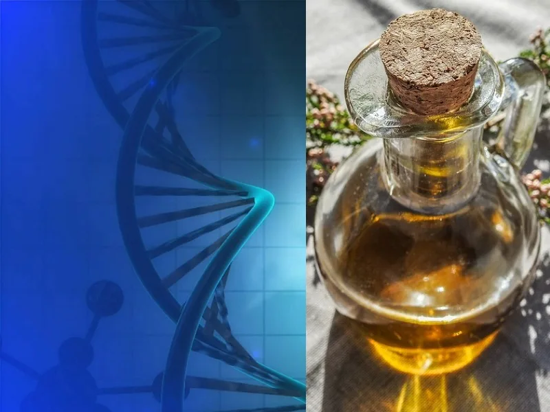 Bottiglia di olio extravergine di oliva analizzata come simbolo del DNA oleario