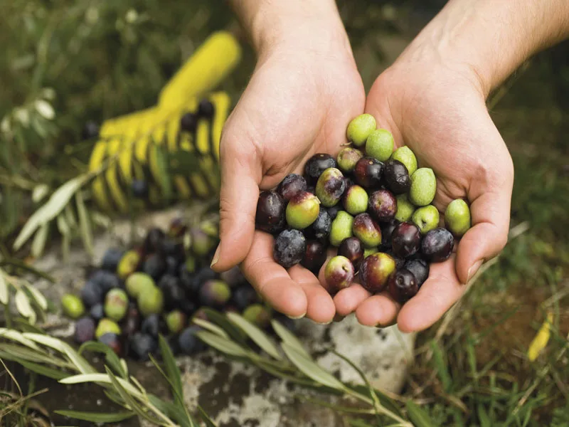 Mani che raccolgono olive appena spremute in frantoio