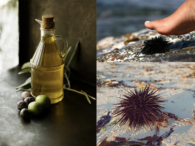 Riccio di mare tra gli scogli e bottiglia di olio extravergine, rimedio naturale contro le sue spine