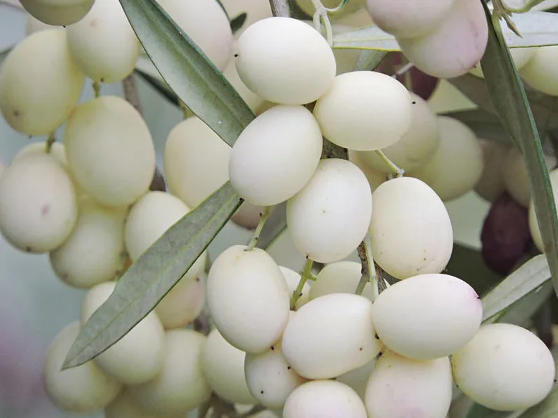 Rametto di olive Leucocarpa dal caratteristico colore bianco-avorio