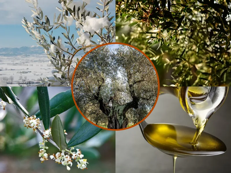 Ramo di olivo con olive in maturazione tra inverno e autunno