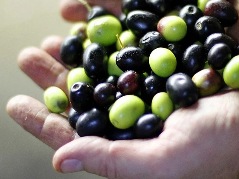 Olive appena raccolte pronte per la frangitura e il calcolo della resa in olio