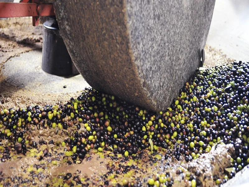 Frangitore meccanico in un frantoio durante la lavorazione delle olive