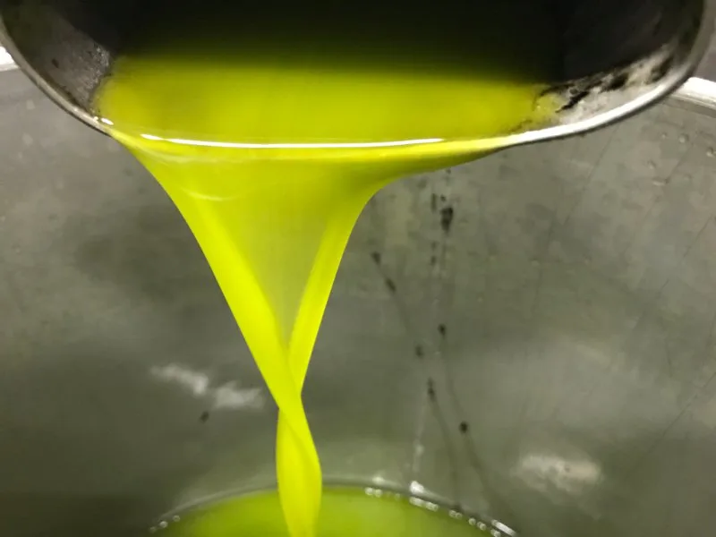 Olio extravergine pugliese appena imbottigliato in frantoio