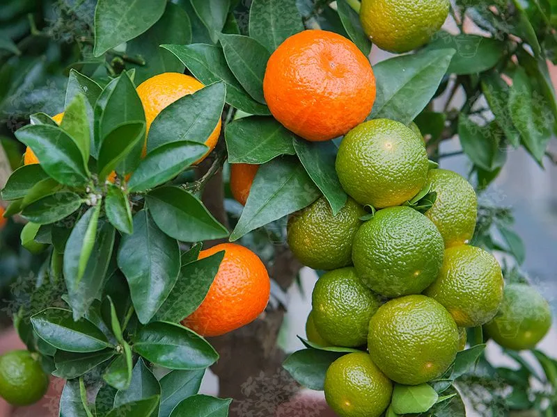 Chinotti conservati sott'olio in barattoli di vetro secondo la ricetta tradizionale