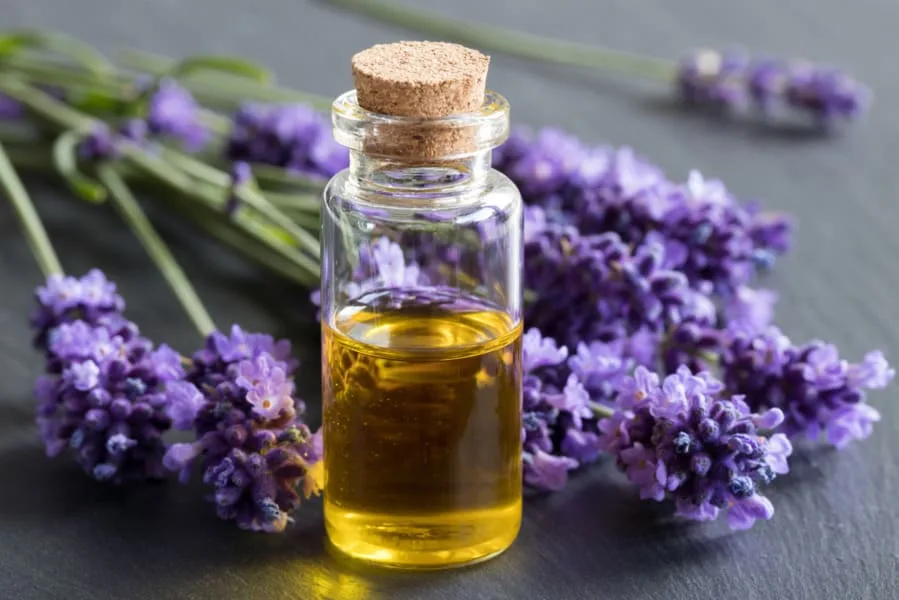 Fiori di lavanda accanto a una bottiglia di olio extravergine, alla base di un integratore naturale contro ansia e insonnia