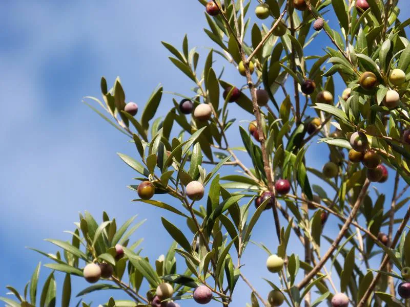 Bottiglia di olio extravergine di oliva DOP Dauno di Olio Cristofaro