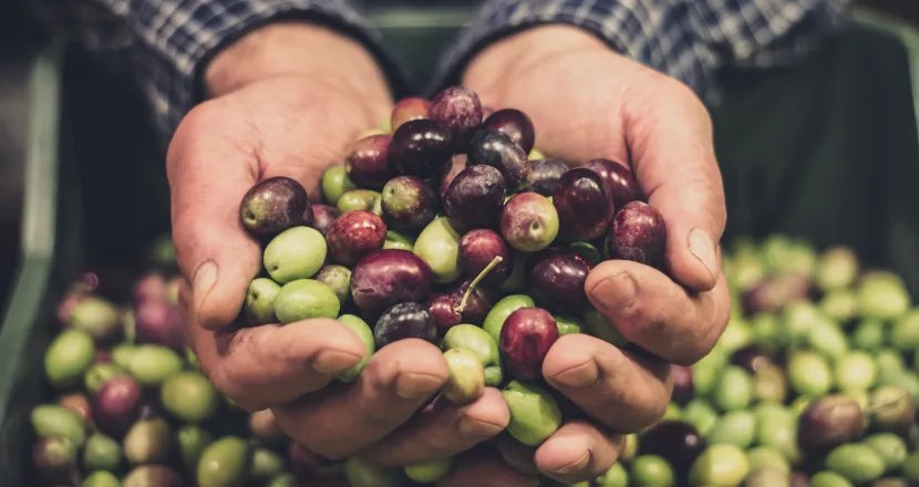 Olive di diverse cultivar italiane pronte per la spremitura