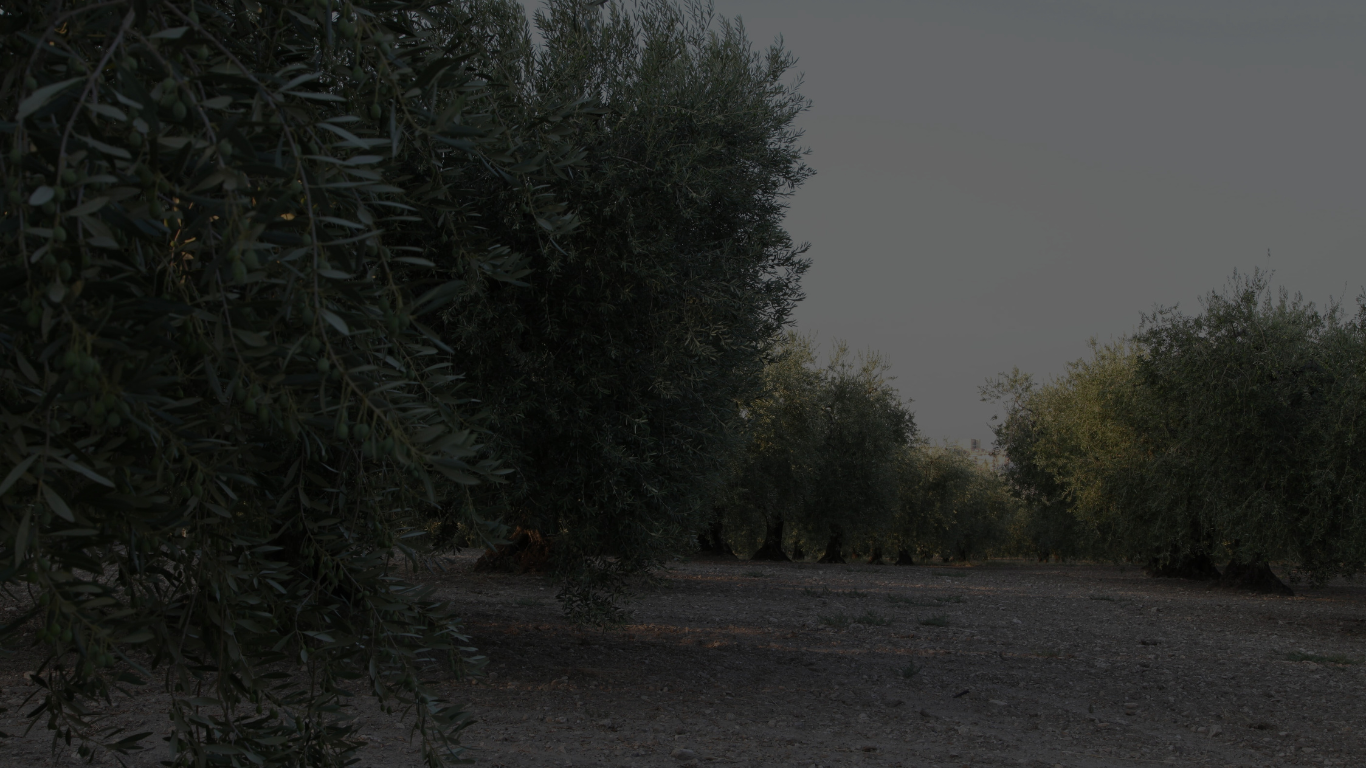 Olio extravergine di Peranzana IGP Puglia — Agricola Pannarale