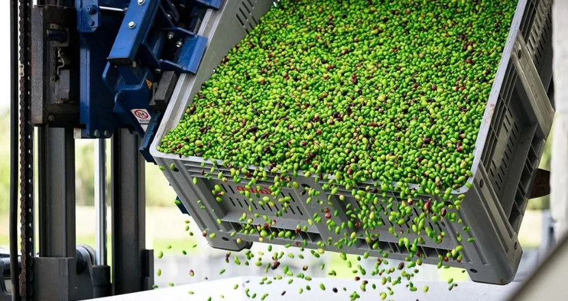 Ottimizzazione rese in frantoio: olio extravergine d'oliva artigianale