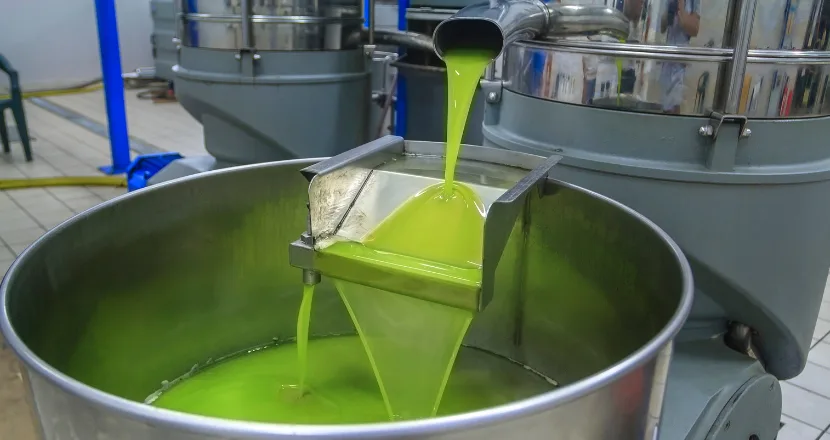 Oliveto dell'Azienda Agricola Pannarale in Alto Tavoliere, Puglia