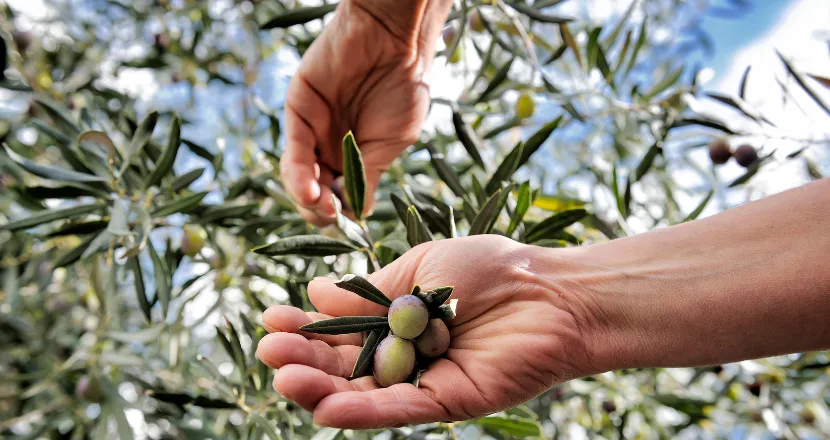 Raccolta delle olive in un oliveto pugliese: mani che staccano olive dai rami