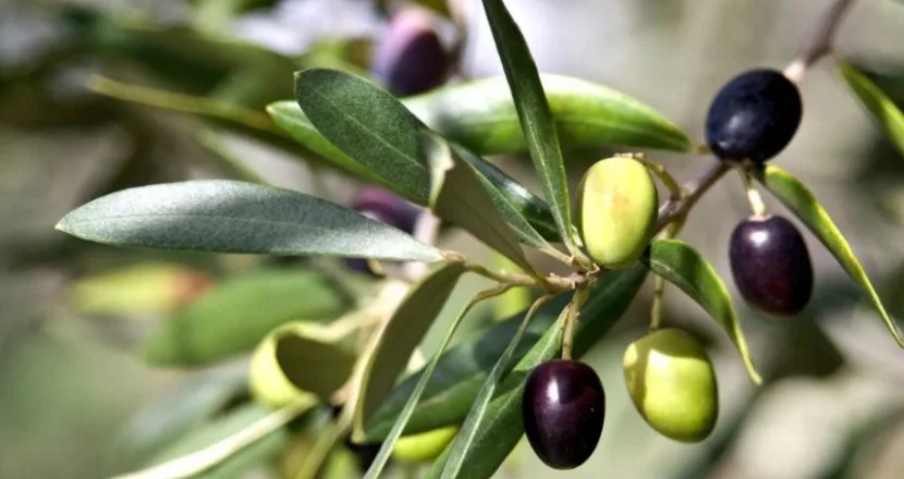 Varietà di olive italiane per olio extravergine di qualità